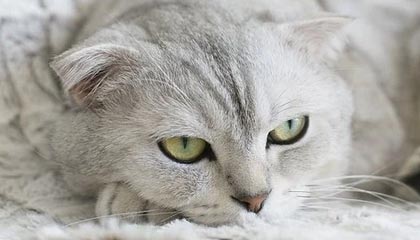 九游jiuyou-《电竞产业多元布局：从游戏开发到赛事运营全线发力》，电竞产业分析数据参考